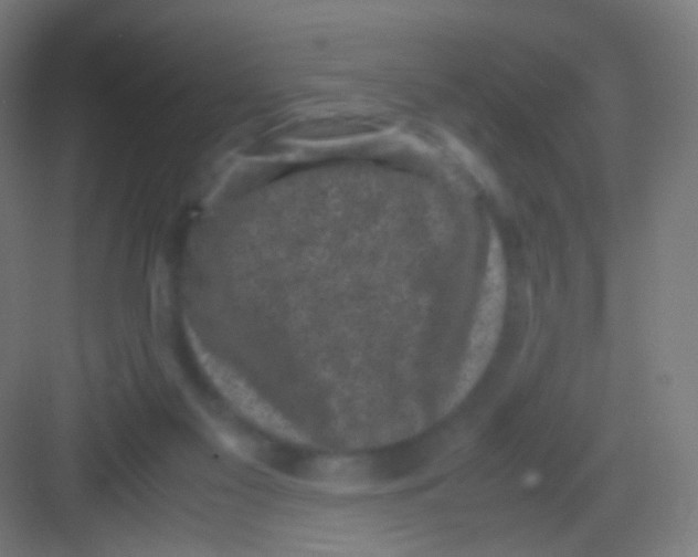 X0000081350117200702082305