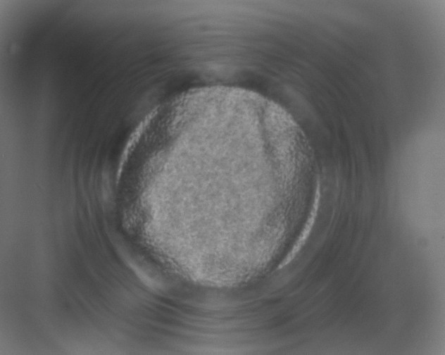 X0000081350130200702082304