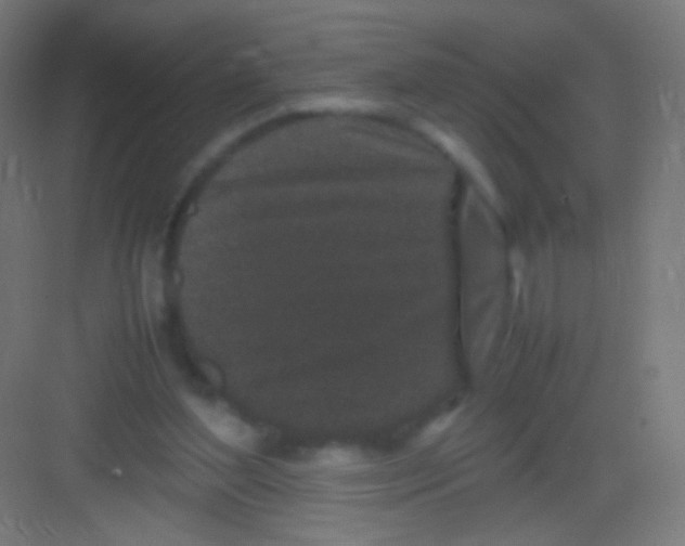 X0000081350204200702082303