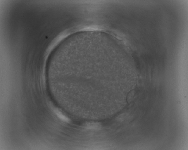 X0000081350296200702082301