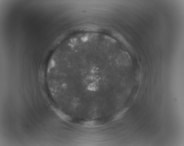 X0000081350309200702082301