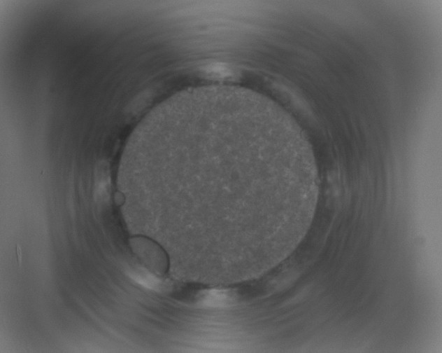 X0000081350320200702082301