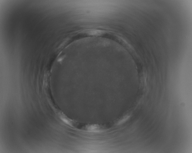 X0000081350325200702082301