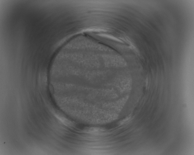 X0000081350348200702082300