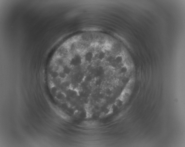 X0000081350351200702082300