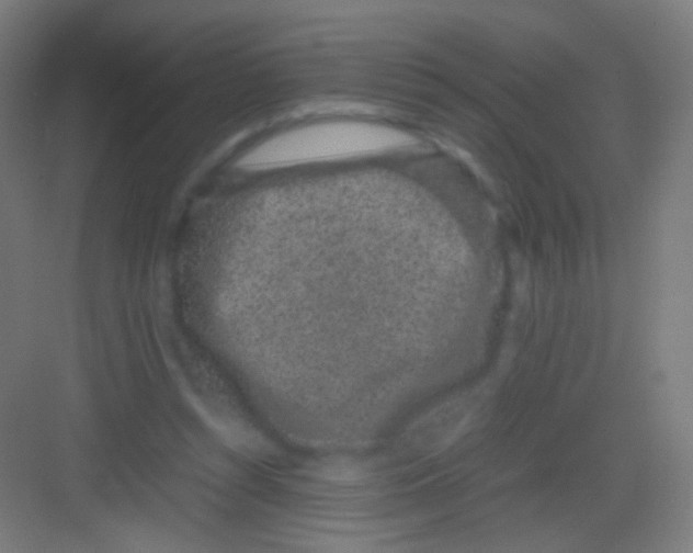 X0000081350352200702082300