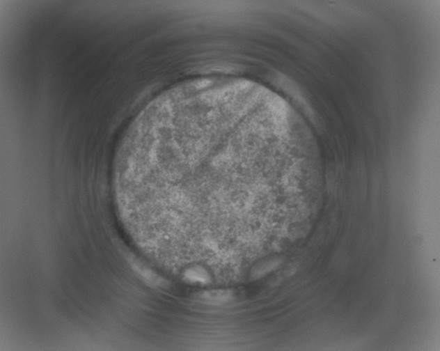 X0000081350353200702082300