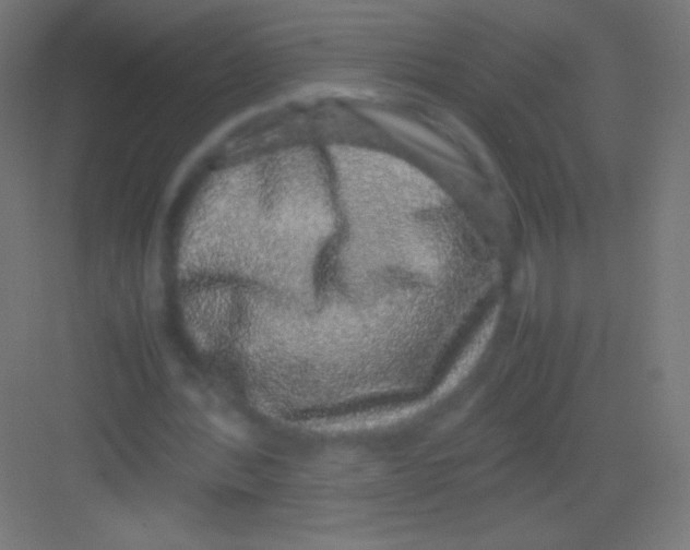 X0000081350388200702082300