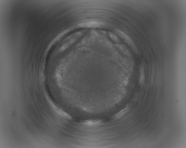 X0000081350392200702082300