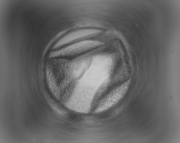 X0000081350395200702082300