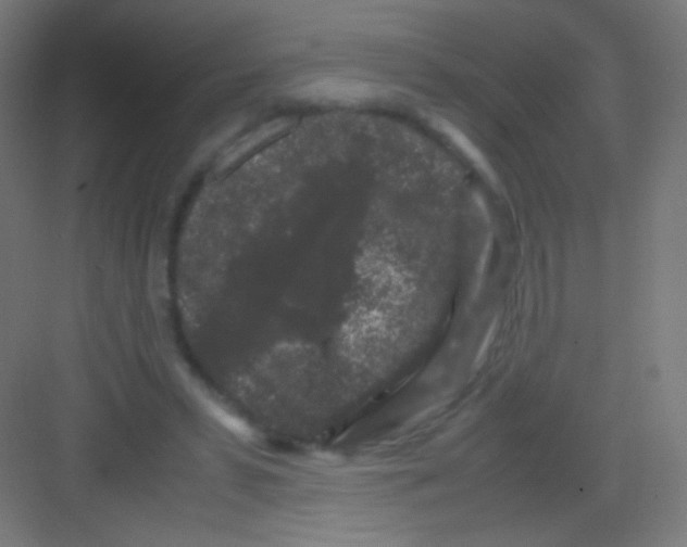 X0000081350399200702082300