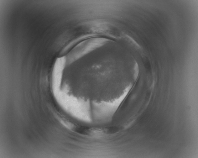 X0000081350405200702082300