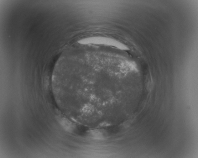 X0000081350417200702082259