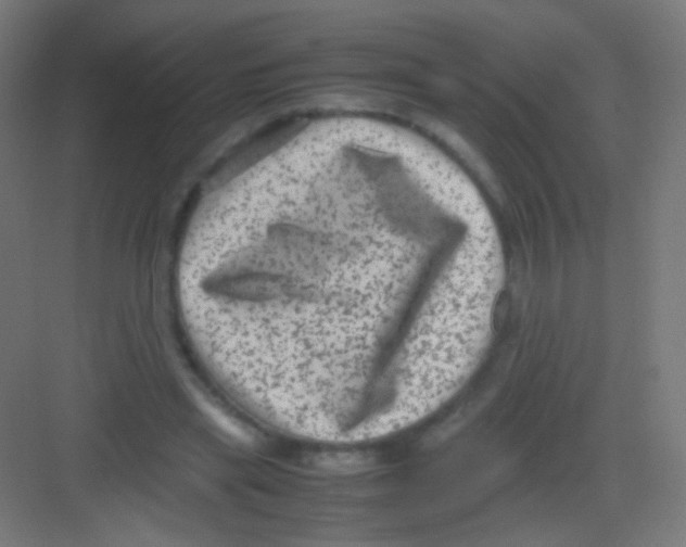 X0000081350445200702082259