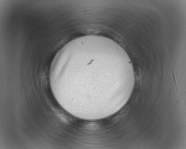 X0000081350460200702082259