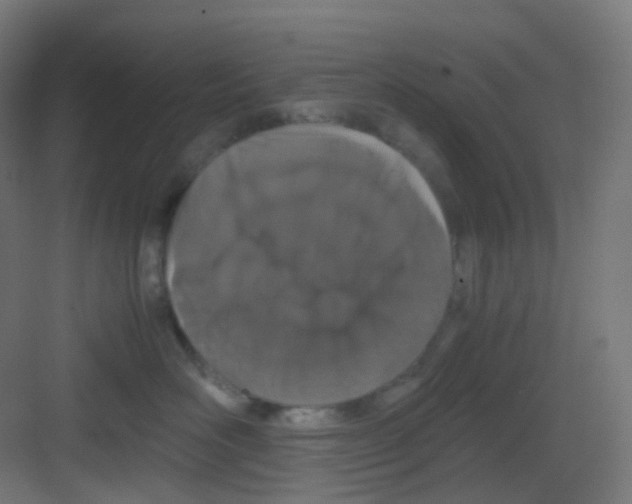 X0000081350526200702082258