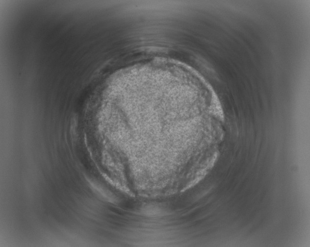 X0000081350550200702082257