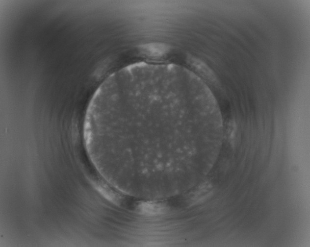 X0000081350568200702082257