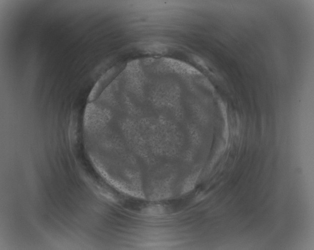 X0000081350600200702082256