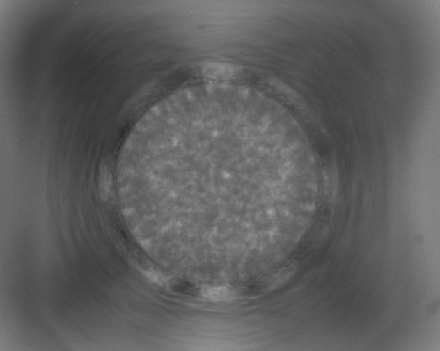 X0000081350705200702082255