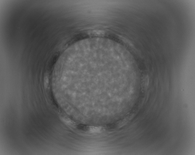 X0000081350709200702082254