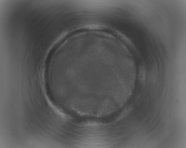 X0000081350730200702082254