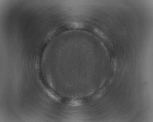 X0000081350760200702082254