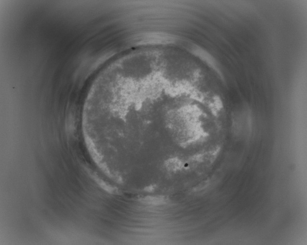 X0000081350874200702082252