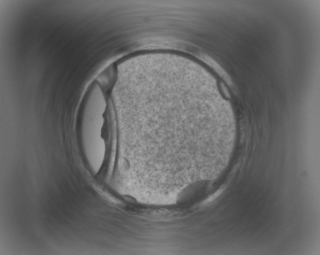 X0000081350885200702082252