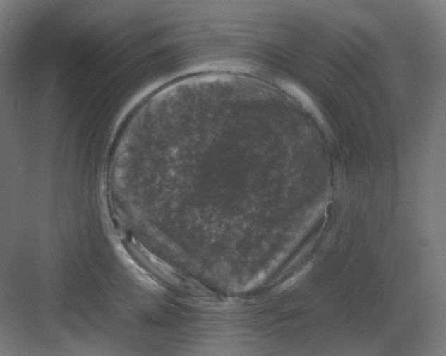 X0000081350952200702082251