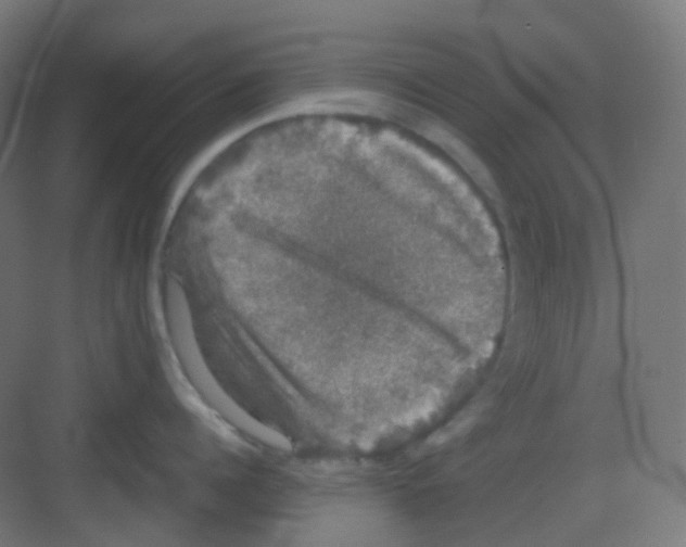 X0000081350960200702082251