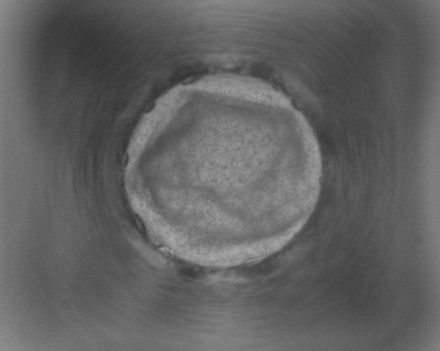 X0000081350961200702082250