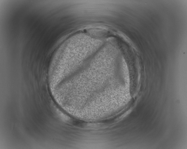 X0000081350985200702082250