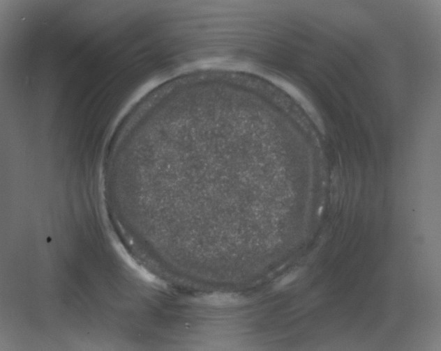 X0000081350998200702082250