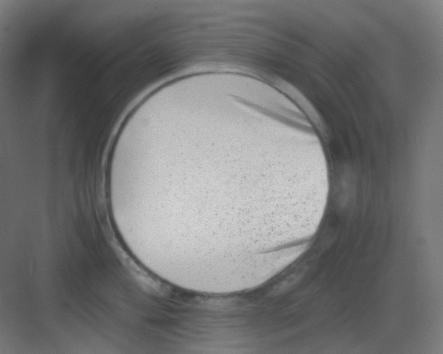 X0000081351004200702082250