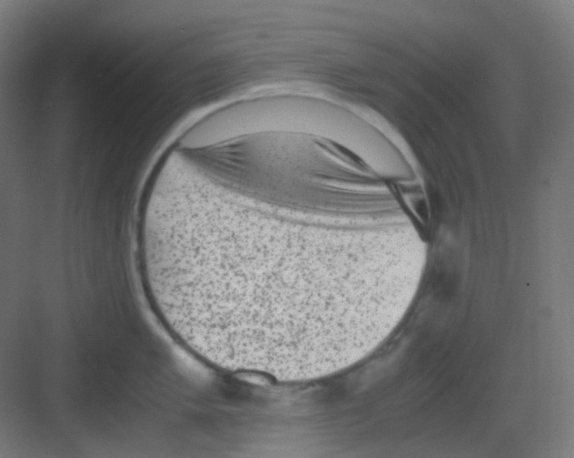 X0000081351005200702082250