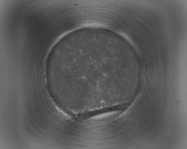 X0000081351022200702082249