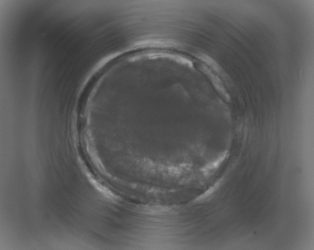 X0000081351030200702082249