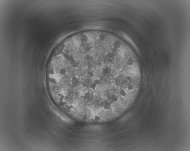 X0000081351035200702082249