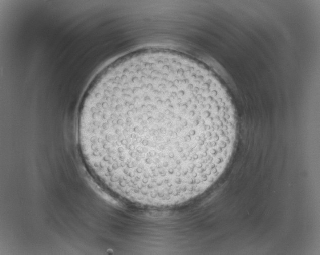 X0000081351036200702082249