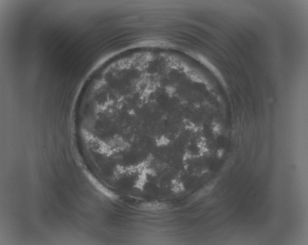 X0000081351037200702082249