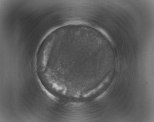 X0000081351046200702082249