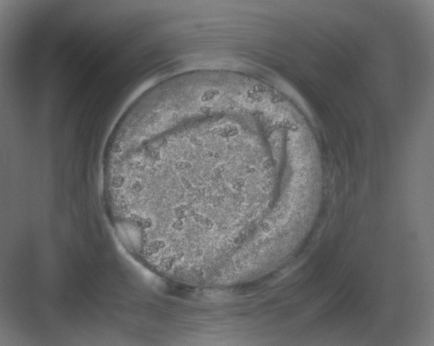 X0000081351095200702082248