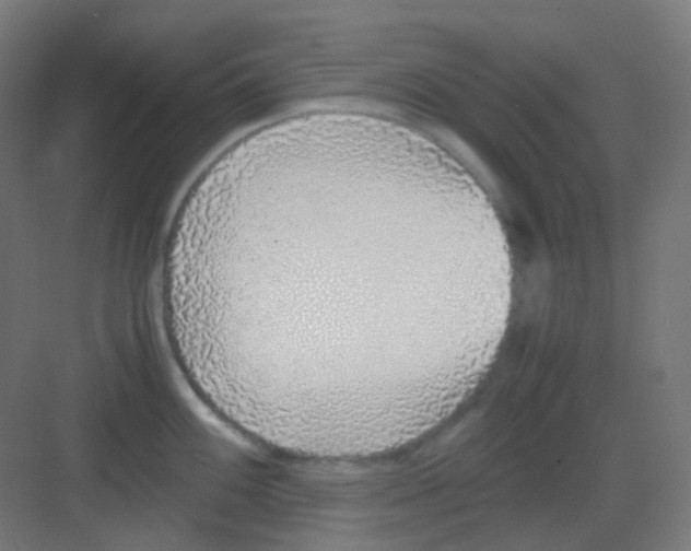 X0000081351100200702082248