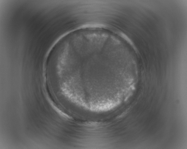 X0000081351124200702082247