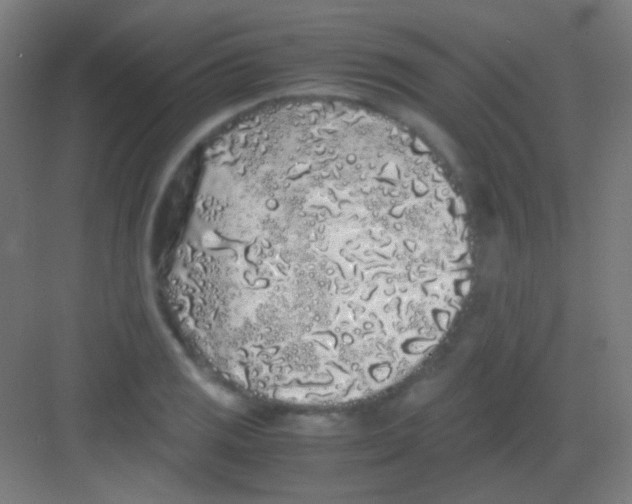 X0000081351125200702082247