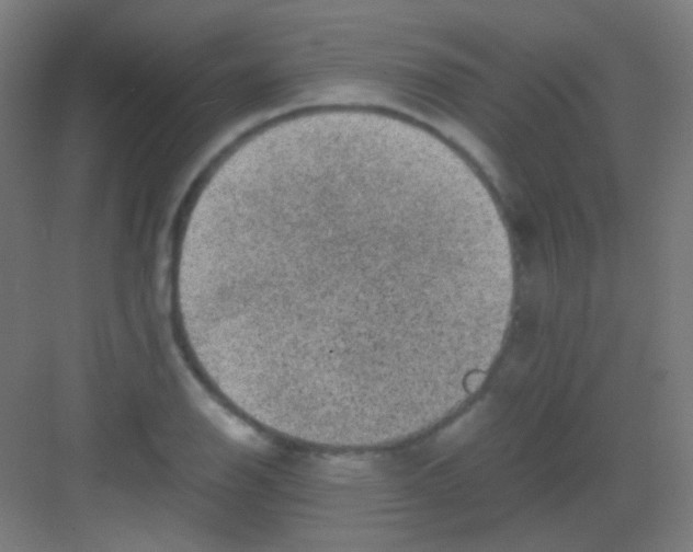 X0000081351126200702082247