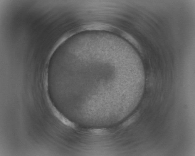 X0000081351130200702082247