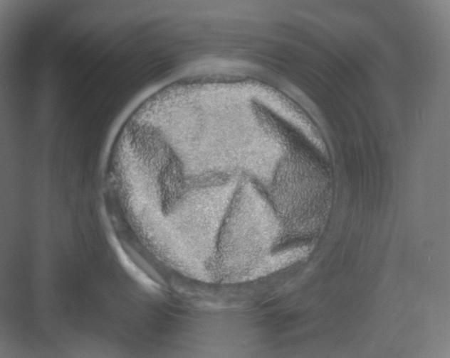 X0000081351152200702082248