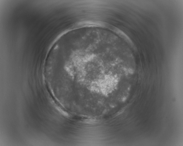 X0000081351182200702082247